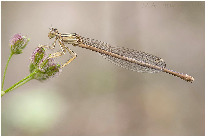 Platycnemis latipes photo 3